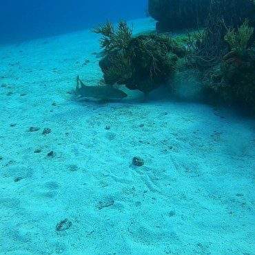 Barry Kung Fu Fights Reef Shark