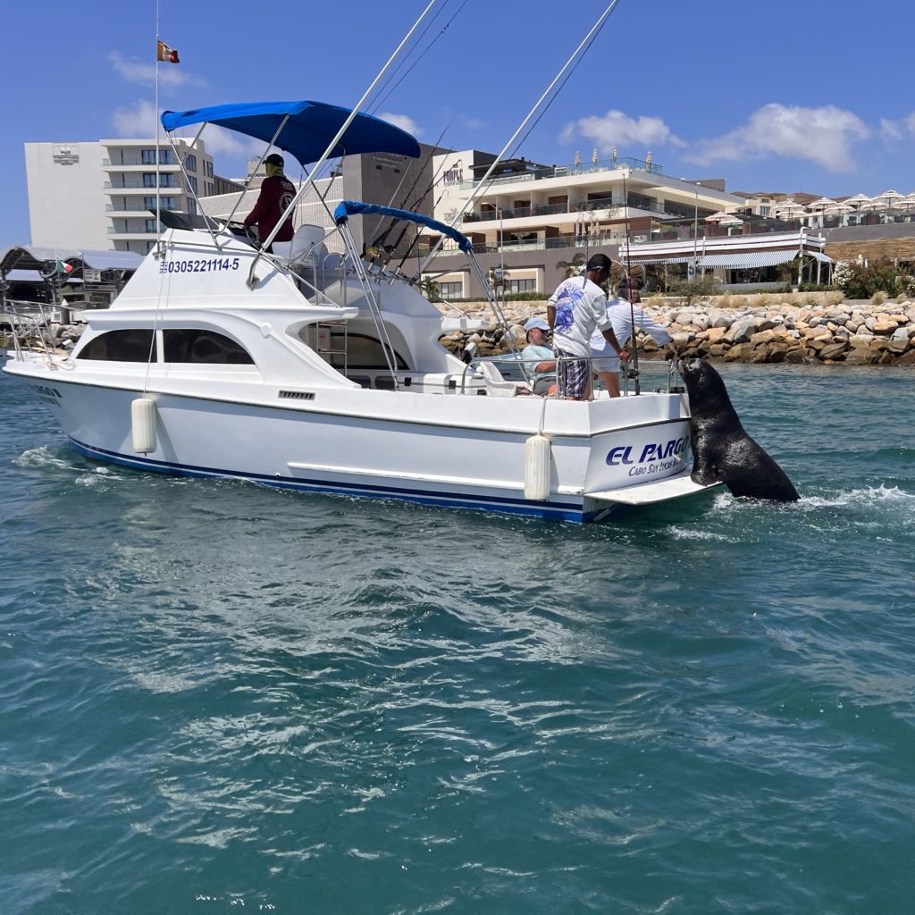 A large sea lion climbs aboard the back of a moving boat, begging for a fish.