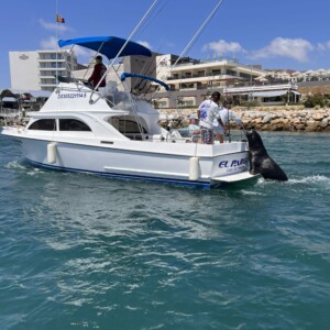 A large sea lion climbs aboard the back of a moving boat, begging for a fish.