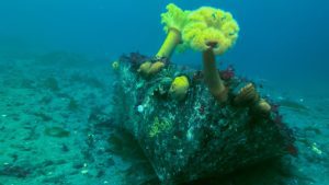 Sunrise Dive Park - a picture of an underwater, dilapidated boat with plumose anemones growing atop her bow.