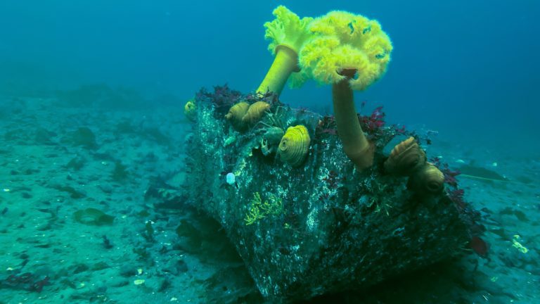 Sunrise Dive Park - a picture of an underwater, dilapidated boat with plumose anemones growing atop her bow.