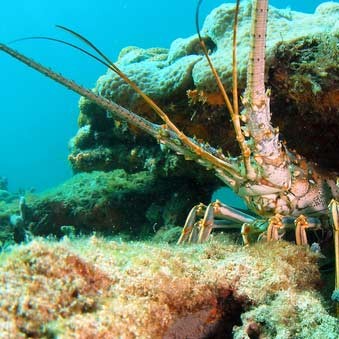 A big ol' spiney lobster just waiting under a rock to be plucked by the underwater hunter and collector.
