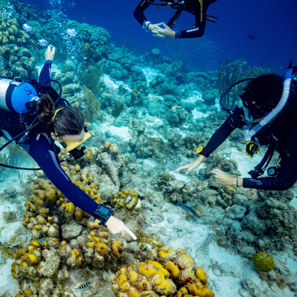 A research diving instructor points out damage to coral to two other divers in neutral buoyancy.