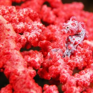 A bright red pygmy seahorse set against the backdrop of bright red coral.