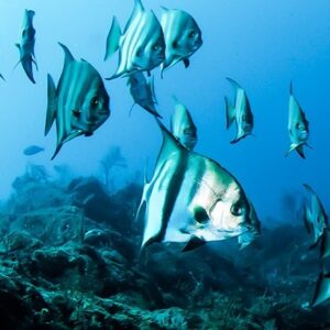 A bunch of cool fish doing fish things underwater.