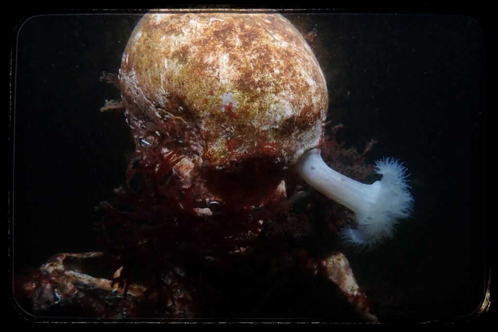 image of a plastic skeleton with a tiny white plumose anemone growing off of it's forehead