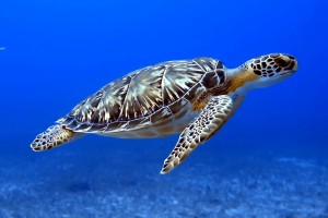 Cozumel Dive Buddy