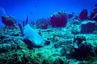 Nurse Shark Says Hi