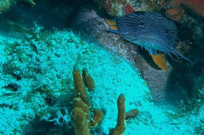 Frog Fish Laying in Wait